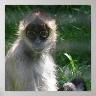 Spider Monkey-Poster Poster