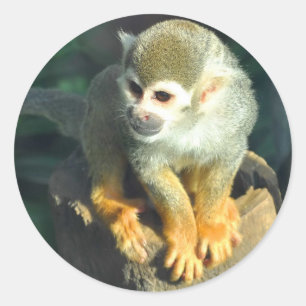 Spider Monkey Ronde Sticker