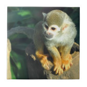 Spider Monkey Tegeltje (Voorkant)