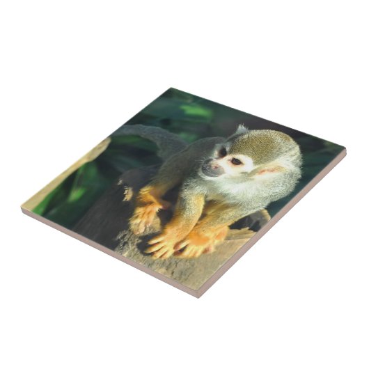 Spider Monkey Tegeltje (Zijkant)