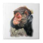 SPIDER MONKEY TEGELTJE (Voorkant)