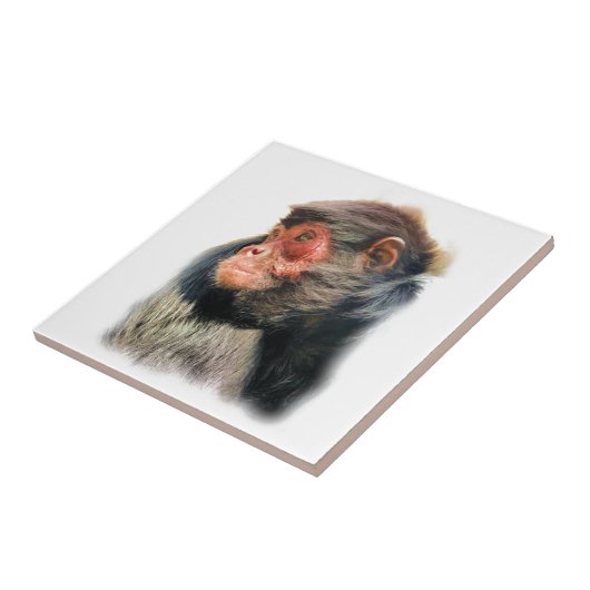 SPIDER MONKEY TEGELTJE (Zijkant)