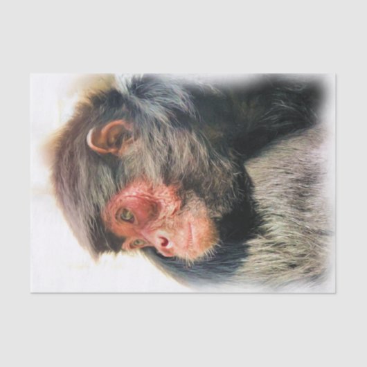 SPIDER MONKEY TISSUEPAPIER (Voorkant)