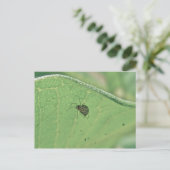 Spider onder Briefkaart van milkweed Leaf (Staand voorkant)