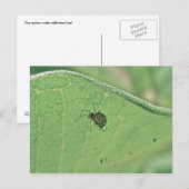 Spider onder Briefkaart van milkweed Leaf (Voorkant / Achterkant)