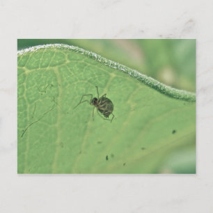 Spider onder Briefkaart van milkweed Leaf