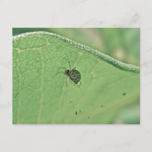 Spider onder Briefkaart van milkweed Leaf (Voorkant)