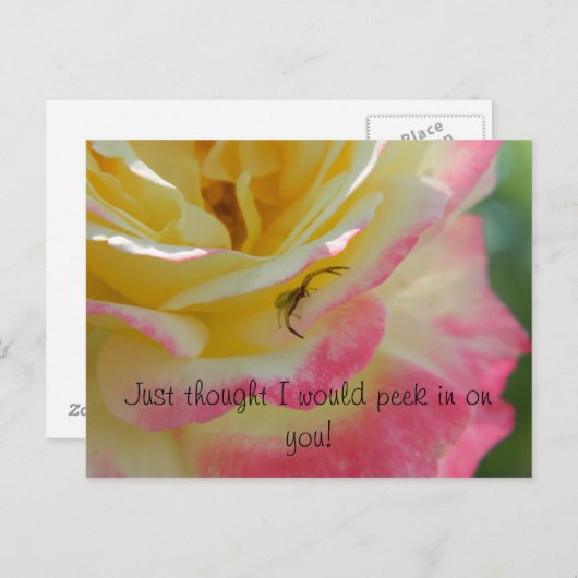 Spider op een Roos Briefkaart (Voorkant / Achterkant)