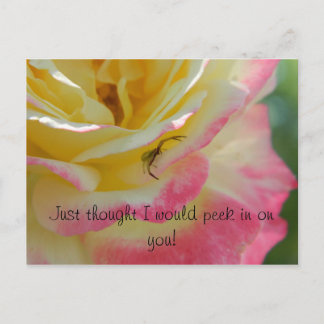 Spider op een Roos Briefkaart