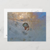 Spider op internet briefkaart (Voorkant / Achterkant)