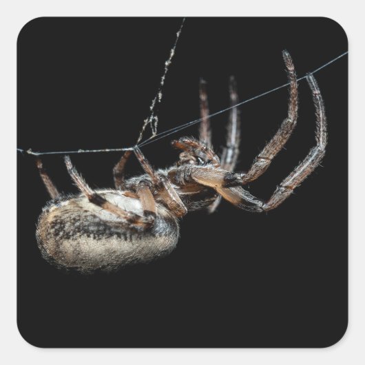 Spider op internet vierkante sticker (Voorkant)