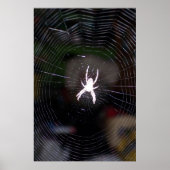 Spider op Web 2 Poster (Voorkant)