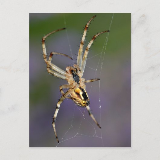 Spider op zijn cobweb briefkaart (Voorkant)