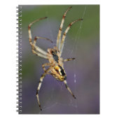 Spider op zijn cobweb notitieboek (Voorkant)