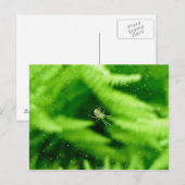 Spider Orb Weaver op het Briefkaart van Ferns (Voorkant / Achterkant)