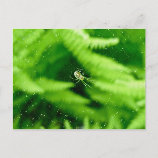 Spider Orb Weaver op het Briefkaart van Ferns (Voorkant)