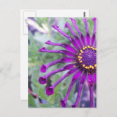 Spider-Paars ventilatorvermogen Briefkaart (Voorkant / Achterkant)