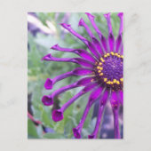 Spider-Paars ventilatorvermogen Briefkaart (Voorkant)