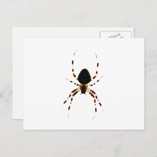 Spider PCNM Briefkaart (Voorkant / Achterkant)
