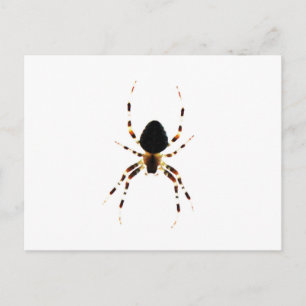 Spider PCNM Briefkaart