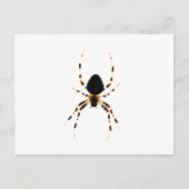 Spider PCNM Briefkaart (Voorkant)