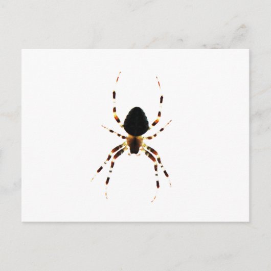 Spider PCNM Briefkaart (Voorkant)