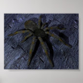 Spider Poster (Voorkant)
