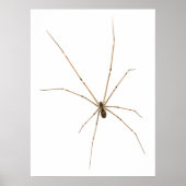 Spider Poster (Voorkant)