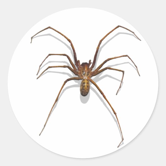 Spider Ronde Sticker (Voorkant)