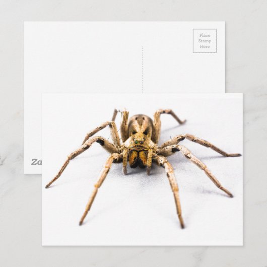 Spider Sense Briefkaart (Voorkant / Achterkant)