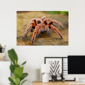 Spider Tarantula Insect Kunstwerk Foto Poster (Thuiskantoor)