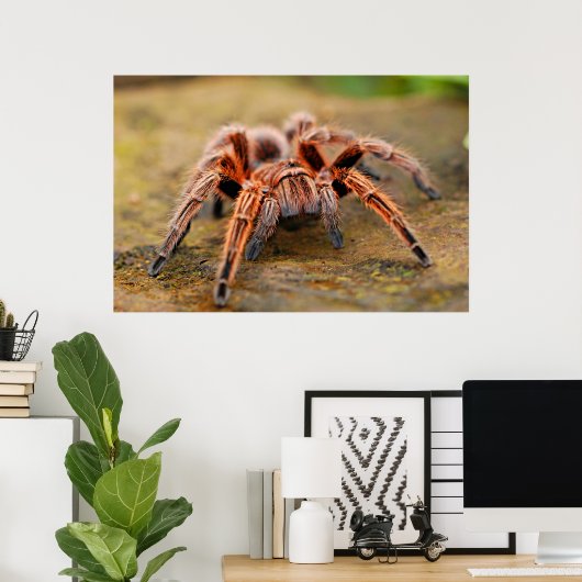 Spider Tarantula Insect Kunstwerk Foto Poster (Thuiskantoor)