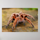 Spider Tarantula Insect Kunstwerk Foto Poster (Voorkant)