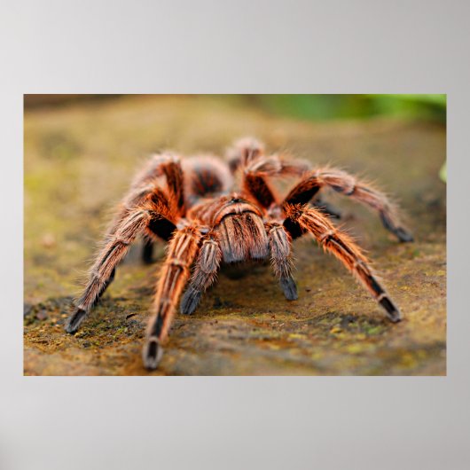 Spider Tarantula Insect Kunstwerk Foto Poster (Voorkant)