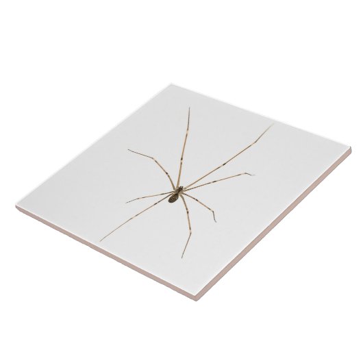Spider Tegeltje (Zijkant)
