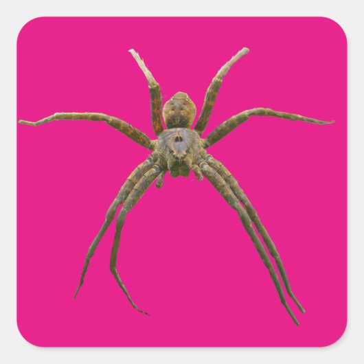 Spider Vierkante Sticker (Voorkant)