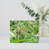 Spider voor zwerven in gras briefkaart (Staand voorkant)
