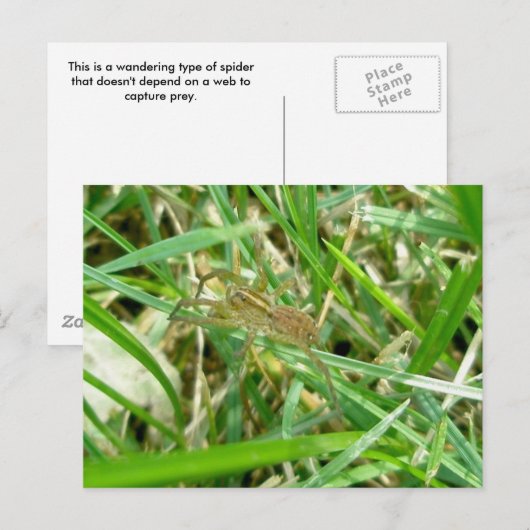 Spider voor zwerven in gras briefkaart (Voorkant / Achterkant)