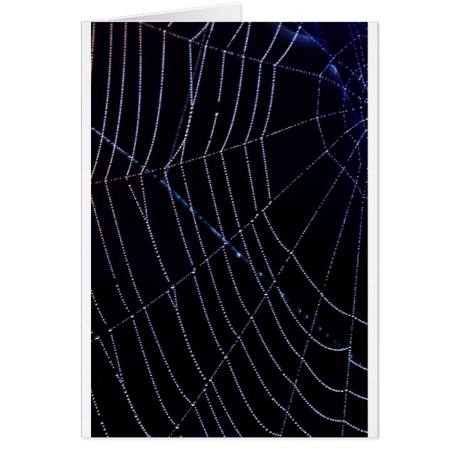 Spider Web (Voorkant)