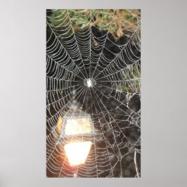 Spider Web at Night Photography Arachnology Poster