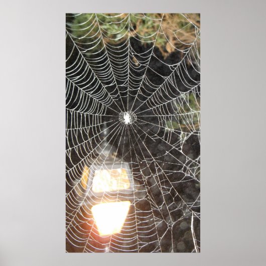 Spider Web at Night Photography Arachnology Poster (Voorkant)