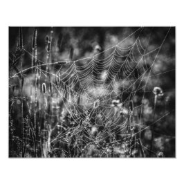 Spider Web Black en White Natuur Fine Art Foto Afdruk