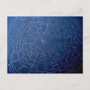 Spider Web Briefkaart