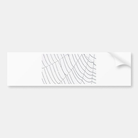Spider Web Bumpersticker (Voorkant)