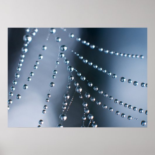 Spider Web met druppeltjes Poster (Voorkant)