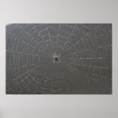 Spider Web Poster (Voorkant)