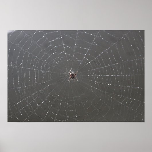 Spider Web Poster (Voorkant)