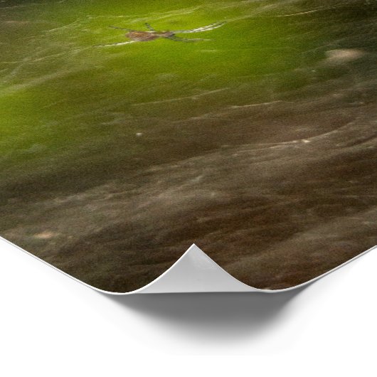 Spider Web Poster (Hoek)