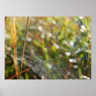 Spider Web Poster