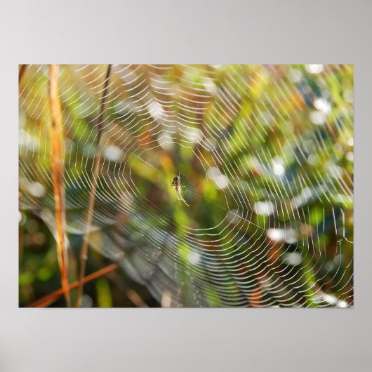 Spider Web Poster (Voorkant)